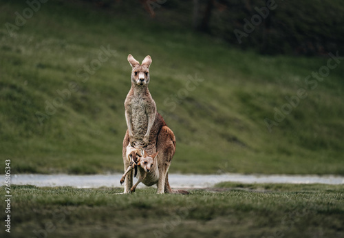 Australian western grey kangaroo with baby joey in pouch, new south wales, australia