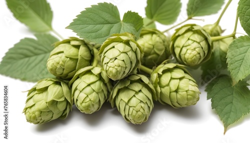 Common hop cones with leaves