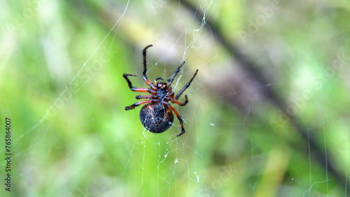 Spider in a web in Cotacachi, Ecuador
