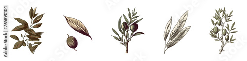 Hand draw olive branch. Twig vector illustration.