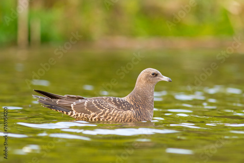 Wydrzyk tęposterny, wydrzyk żółtoszyi (Stercorarius pomarinus)