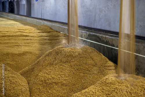 production of malt from wheat grain