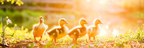A group of four ducks walks through a grassy field.