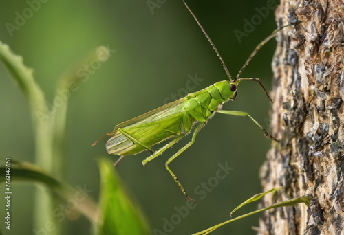 Symphony of the Night The Melodic World of Crickets and Their Nocturnal Chorus