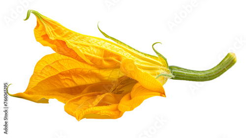 Yellow pumpkin or zucchini flower isolated on a white background. 