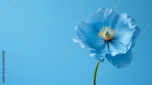 close-up of a himalayan blue poppy flower on blue background with copy-space