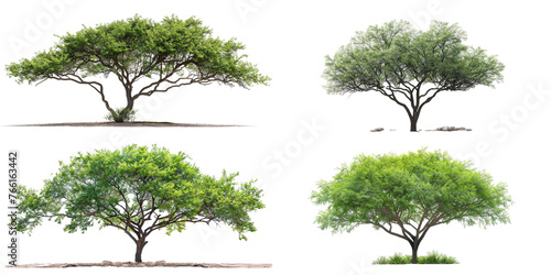 Mesquite Tree isolated