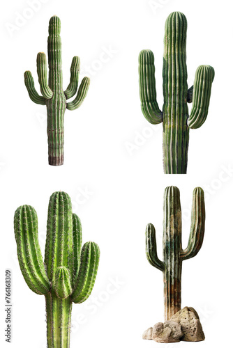 cacti - individual saguaro cactus isolated on transparent png background - 4 pack