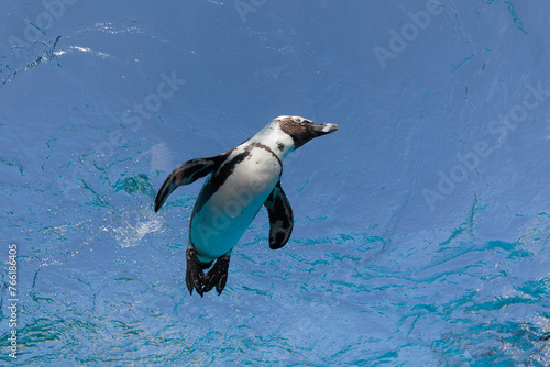 水中を気持ちよさそうに泳いでいるペンギン