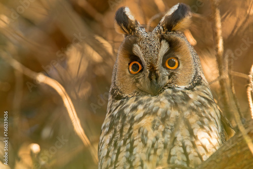 Uszatka zwyczajna (Asio otus)