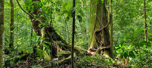 two trees in the jungle of corcovado