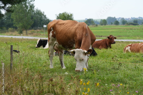 Wypas krów, krowa, bydło mleczne na łące, wypas krów, krowa na łące, polskie bydło, krowa mleczna, 