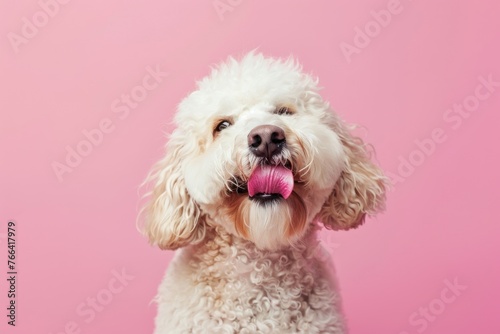 Portrait hungry and funny cute dog licking it lips with tongue on color background