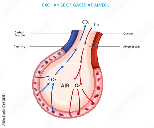 Alveoli exchange oxygen and carbon dioxide in lungs