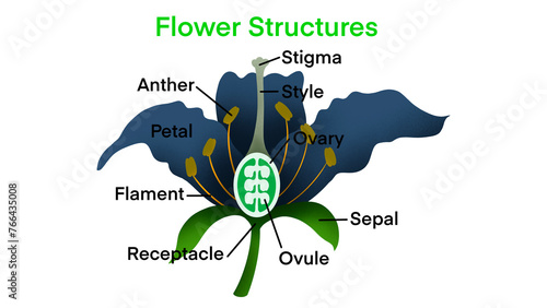 Flower structures, biology, Flowering plant Reproduction, Flowers contain male sex organs call stamens, Plant reproduction is the production of new offspring in plants