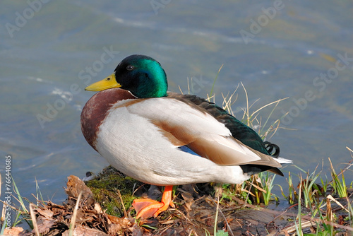 Eine Stockente ruht am Ufer eines Teiches. Ein Bein hat sie eingezogen.