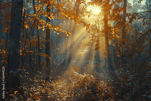 Sunlight Filtering Through Trees in Woods