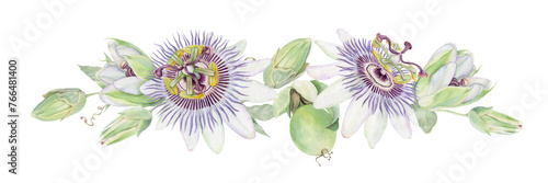 Passion flower hand painted watercolor isolated floral illustration. Purple and green Passiflora horizontal arrangement with two flowers and buds.