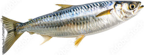 Sardine fish profile, cut out transparent
