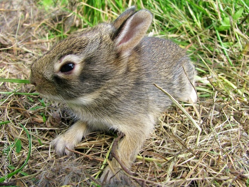 baby cottontail rabbit