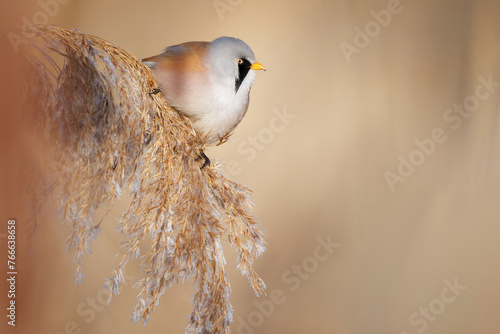 The bearded reedling - Panurus biarmicus is a small, long-tailed passerine bird found in reed beds near water.