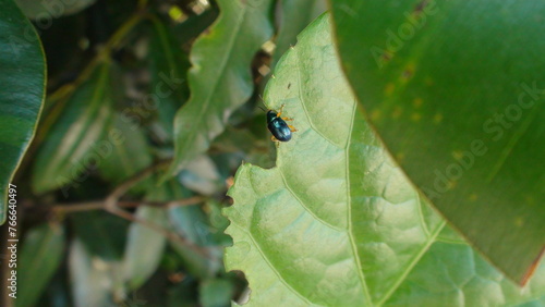 inseto besouro - Coleoptera