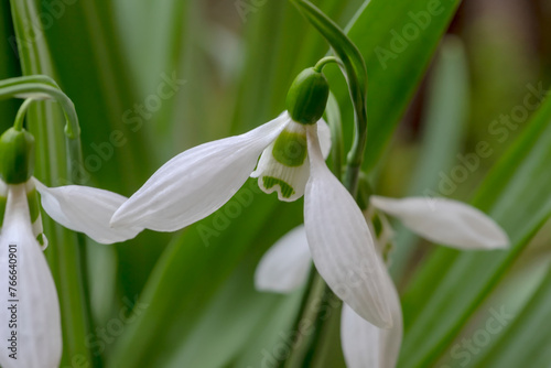 Białe wiosenne kwiaty - przebiśniegi (Galanthus nivalis). Wczesna wiosna w mieście.Piękne wiosenne drobne białe kwiaty na klombie w mieście.