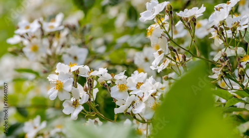 Biało kwitnący krzew z rodziny różowatych.Pięknie kwitnący krzew ozdobny z dużą ilością białych kwiatów. Wiosna w mieście.