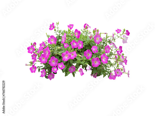 Rose periwinkle flowers and petunia. primrose. (red, yellow, pink, white) Rose Four o'clock Flower. (bush, shrub) primula vulgaris are blooming. Isolated on white background. (Clipping Path)