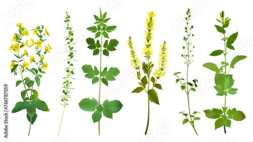 Set of healthy herbs elements, Fresh agrimony , isolated on transparent background