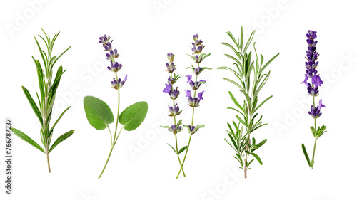 Set of healthy herbs elements, Fresh lavenders , isolated on transparent background