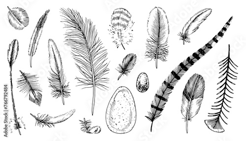 Feather Vector Set. Outline illustration of Quills and eggs. Black and white line art of bird Plumes. Hand drawn clipart bundle. Linear drawing on isolated transparent background