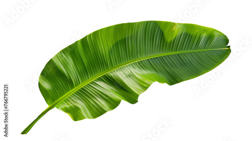 Tropical green banana tree leaf, isolated on transparent background.