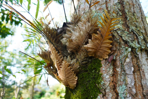 platy cerium bifurcate a parasitic plant attached to a tree trunk
