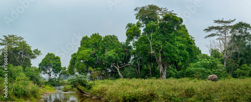 African forest elephant (Loxodonta cyclotis) and the Lekoli River. Odzala-Kokoua National Park. Cuvette-Ouest Region. Republic of the Congo