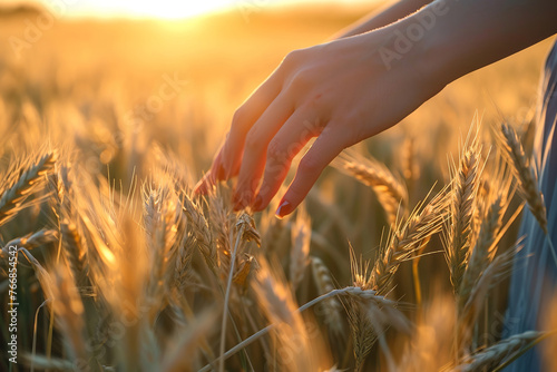 Woman farmer walks through a wheat field at sunset, touching gold ears of wheat with his hands. Young man's hand moving through wheat field.