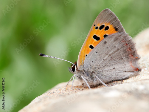 Small copper butterfly. Lycaena phlaeas