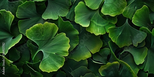 Lush Green Leaf Textures