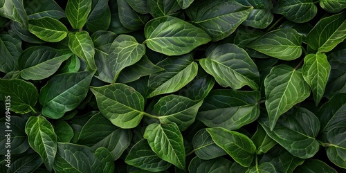 Lush Green Leafy Organic Texture