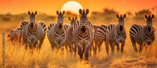 Zebra herd on safari in the grassland at sunset
