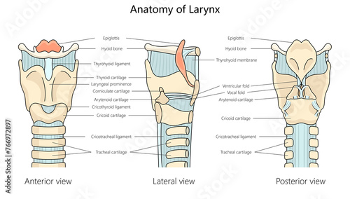 human larynx anatomy with labeled parts from anterior, lateral, and posterior views structure diagram hand drawn schematic raster illustration. Medical science educational illustration