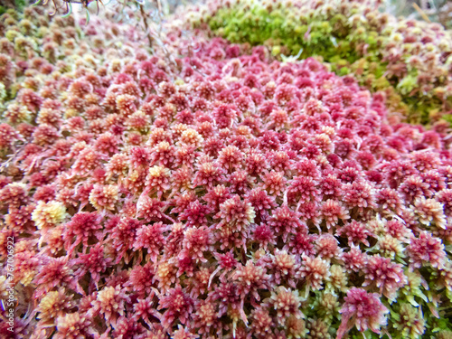 Small red peat moss or sphagnum capillifolium plant