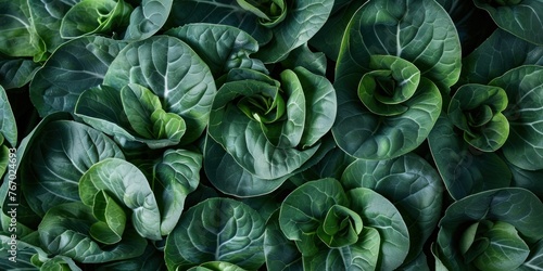 Fresh Organic Green Leafy Texture
