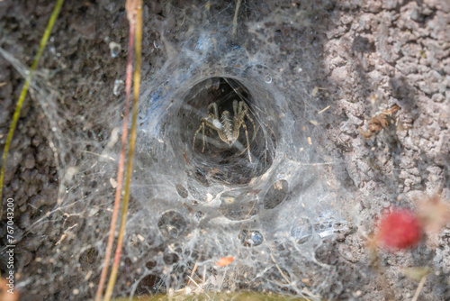 Nahaufnahme einer Winkelspinne Webspinne Spinne in ihrem Netz an einer Hauswand, Deutschland