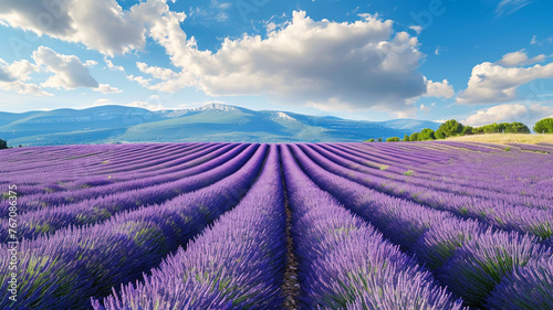 A picturesque scene of a Proven? section al lavender field in full bloom, with rows of purple flowers stretching to the horizon, symbolizing the beauty of Provence's natural and cultural heritage