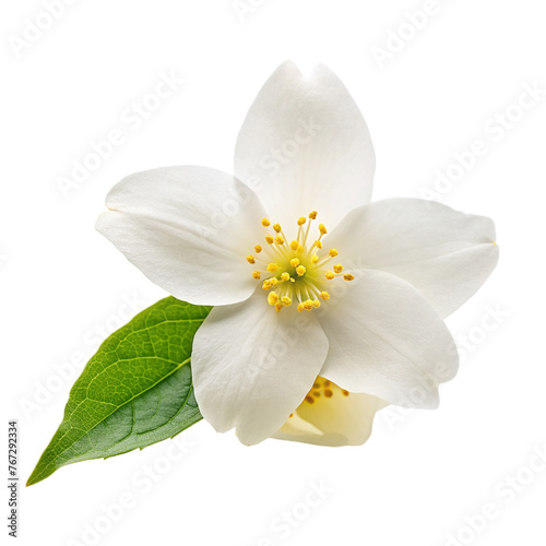 White Jasmine flowers, isolated on transparent background.
