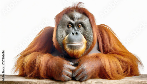 Lage orangutang primate sitting, illustration.