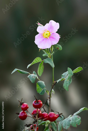 Close up shot of California wild rose flower.