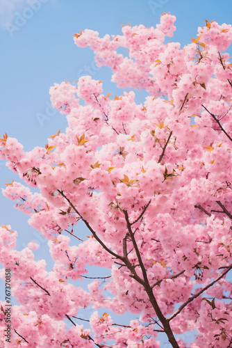 Spring bloom: Vibrant pink cherry blossoms against a clear blue sky, symbolizing renewal and the fleeting nature of life.