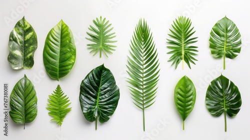 Green Tropical Leaves on White Background - Set of Fresh and Lush Foliage for Nature, Gardening, and Botanical Concepts.